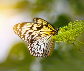 White butterfly on the flower