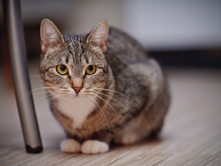 The striped cat with white paws