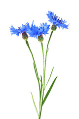 Obraz premium Blue Cornflower - Centaurea on a white background