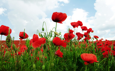 Naklejka premium Field of red poppies