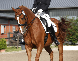 Reitpferd Turnier