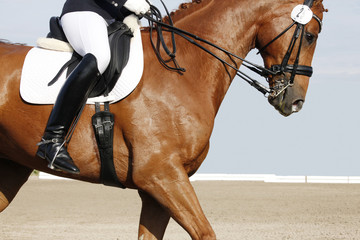 Reitpferd