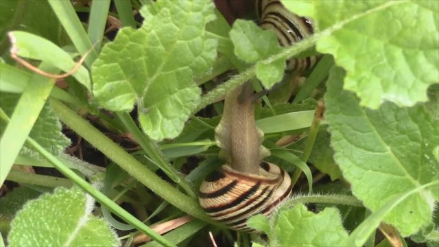 striped snail crawling in the green grass .