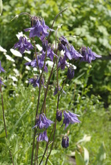 Aquilegia purple flower 