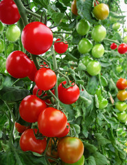 The red and green tomatoes on the Bush in the greenhouse