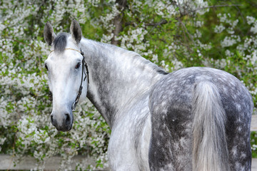 Portrait of a gray horse trotter breed on the background of a flowering