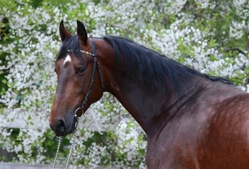 Portrait of a bay stallion on the background of a flowering