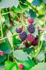 Wild blackberries on a bush in the garden