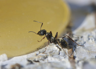 Ant eating honey.