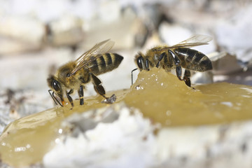 Bee eating honey.