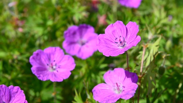 Meadow geranium (Geranium pratense) flowers blooming in the summer field.