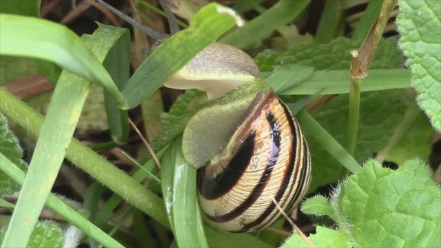 Snail crawling in the green grass .