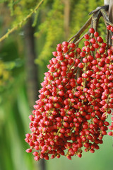Areca catechu red seed