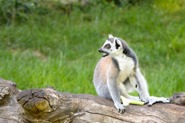 Lemur on wood