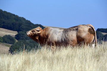 taureau d'Aubrac