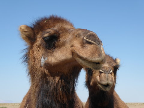 dromadaire du d&eacute;sert de Maranjab, Iran