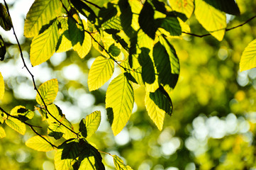 Zielone liście drzewa podświetlone słońcem - obrazy, fototapety, plakaty