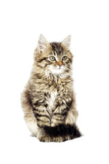 tabby kitten looking