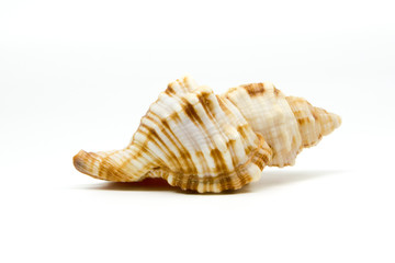 sea shell isolated on white background