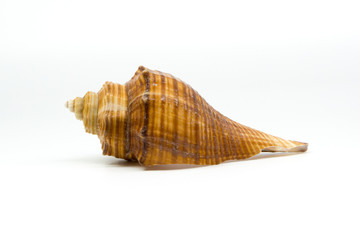 sea shell isolated on white background