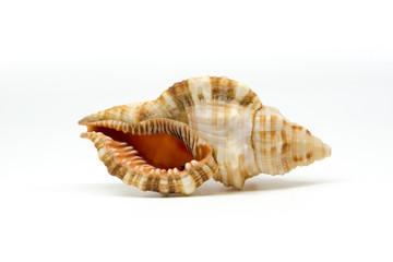 sea shell isolated on white background