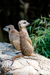 Erdmännchen in Nahaufnahme