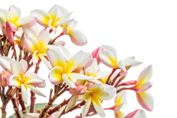 Close up Lan thom flower on white