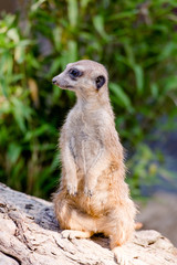 Erdmännchen in Nahaufnahme