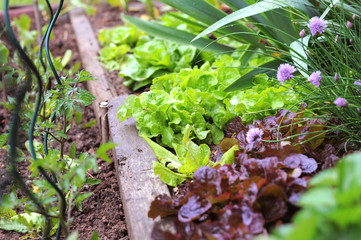 Petites salades dans un potager bio après la pluie