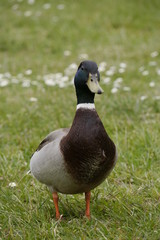 Stockente
Anas platyrhynchos