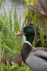 Stockente
Anas platyrhynchos