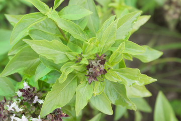 Fresh green basil and flower