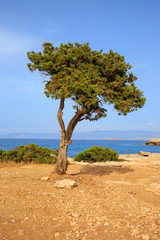 Fototapeta na wymiar Tree on mediterranean seashore