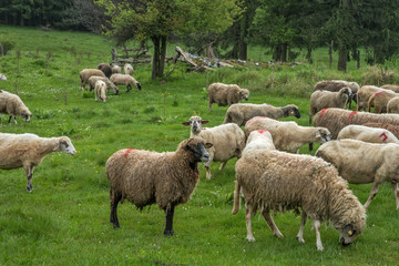 Hairy sheep on a green meadow 25