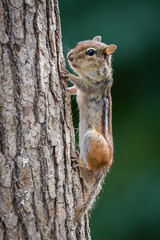 Chipmunk on tree trunk with puffy cheeks