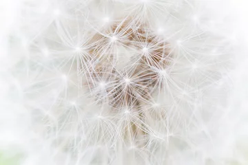 Rolgordijnen fluffy white dandelion abstract macro photo © larineb