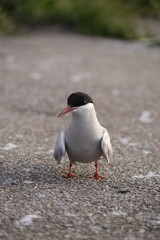 Küstenseeschwalbe
sterna paradiesaea