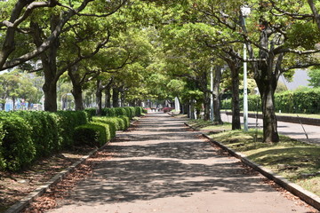 新緑の歩道
