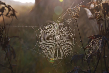round web on field plants illuminated in morning sun
