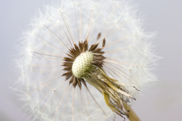 seeds of fluffy white dandelion abstract macro photo