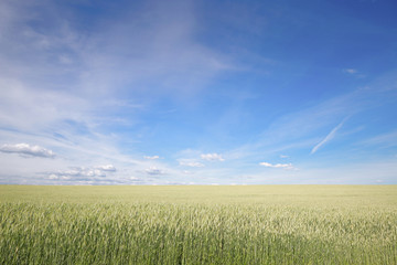 Obraz premium field of green ears and cloudy sky