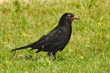 Fototapeta premium Amsel bei Nahrungssuche in der Mittagszeit