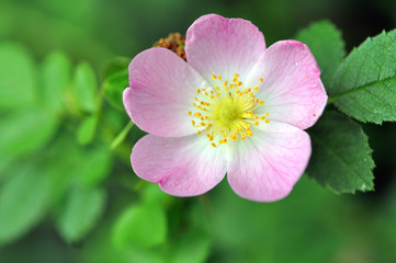 Pink Rose Hip Flower Macro. Dog Rose. Sweet Briar Flower