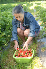 Femme récoltant des fraises