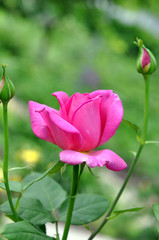 Beautiful Pink Rose Flowers Outdoor