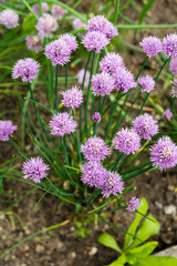Blossoming chives in vegetable garden
