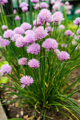 Blossoming chives in vegetable garden