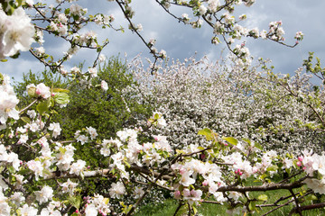 Apfelbaum im Frühling steht in voller Blüte