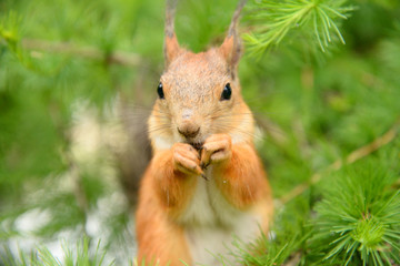 Naklejka na ściany i meble Squirrel in the natural environment.