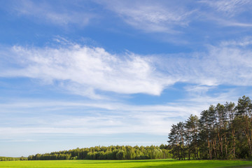 field of green ears and cloudy sky